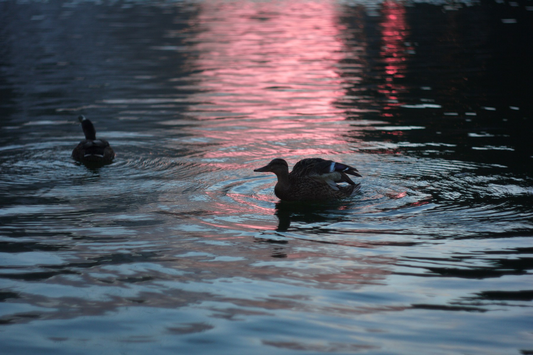 Recovered duck detail and blue water with rose-pink reflections
