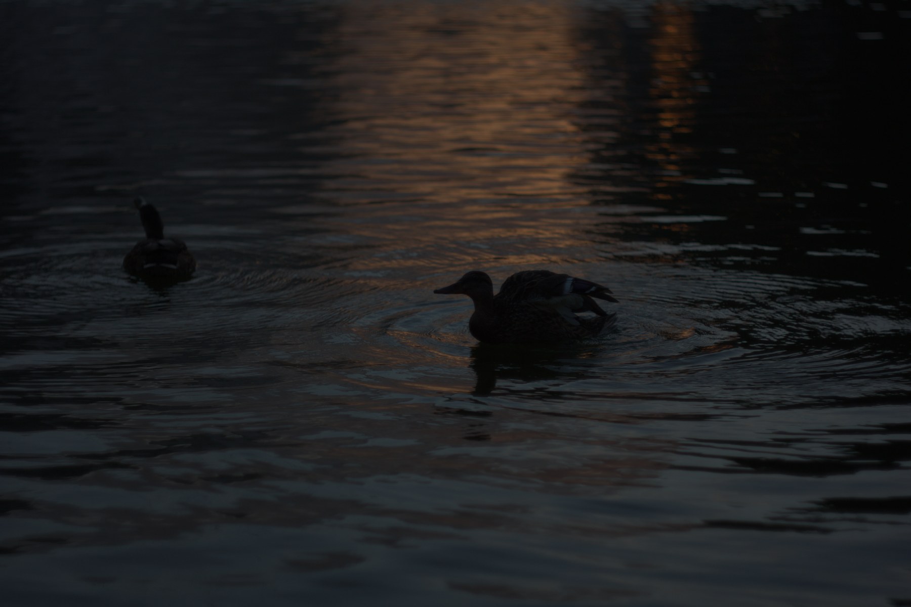 Underexposed duck photograph at default RAW development settings