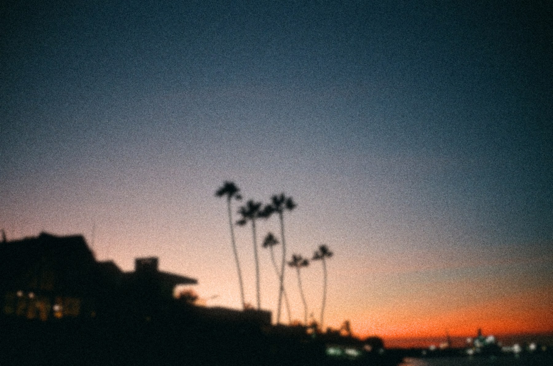 Palm silhouettes at dusk with deliberately soft focus and heavy grain