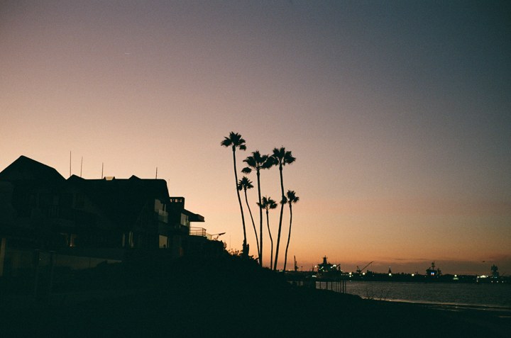Palm trees beside a California harbor at sunset